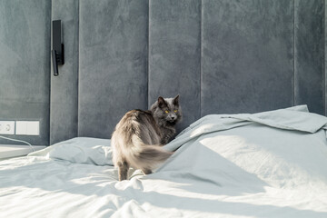 A gray young cat is playing with a toy on the bed