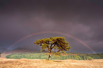 As the vibrant rainbow forms an arch over the majestic Scots pine, the direct sunlight illuminates the tree, creating a captivating and ethereal scene. The lush green grass and the vast open landscape