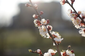 Macro of Blooming Apricot Branch with Dew Drops – Spring Blossoms Close-Up