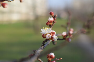 Macro of Blooming Apricot Branch with Dew Drops – Spring Blossoms Close-Up