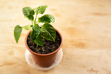 Sweet pepper plant, seedling in a pot
