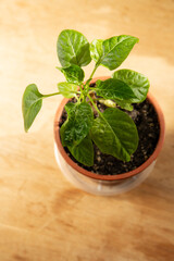 pepper plant, seedling in a pot