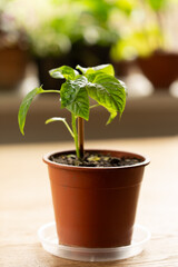 Young pepper plant in a pot on the table by the window