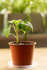 Young pepper plant on the table by the window