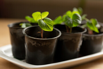 Small sweet potato seedlings in pots