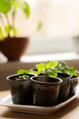 Small sweet potato seedlings