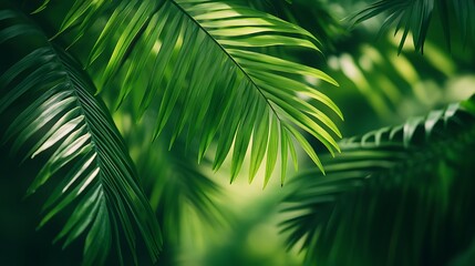 Lush Green Palm Fronds Background with Soft Light and Tropical Feel
