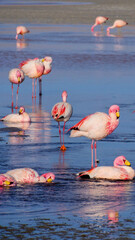 Vertical image of Herd of pink James Flamingos feeding and bathing at Laguna Colorada, Lagunas Route, Bolivia.