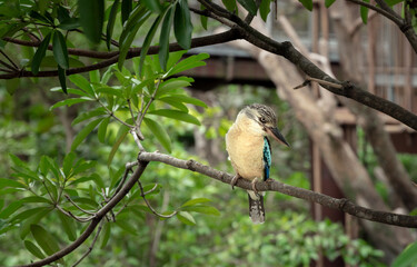 Laughing Kookaburra bird perching on the branch of a tree