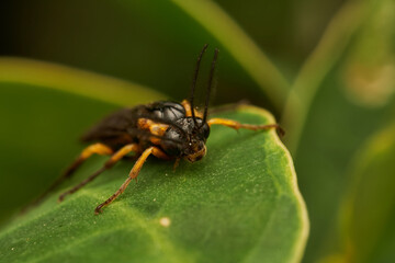 Tree Fly in Detail on Vibrant Green Leaf