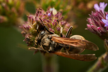 Closeup view of wasp on bloom