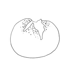 Vector bun with sesame seeds. Graphic ink loaf food, bakery baget, pastry grain, cereal cake bun bread illustration isolated on background. Hand drawn line sketch. For designers, prints, logo, icon