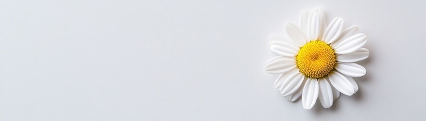 Single White Daisy Flower on White Background