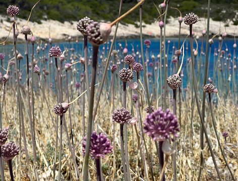 Bl&uuml;tenmeer Allum auf der Insel Vis