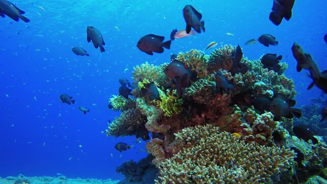 Underwater Background Tropical View. Underwater tropical colourful soft-hard corals seascape. Underwater fish reef marine. Tropical colourful underwater seascape.