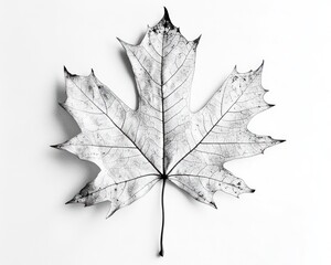 Fototapeta premium Skeletal Maple Leaf on White Background, Autumn Still Life, Nature Photography