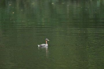 Little Grebe カイツブリ