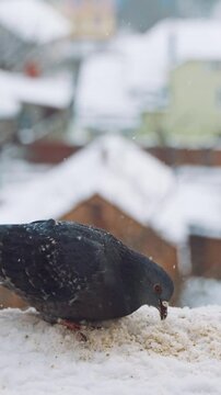 Pigeons feeding on seeds in winter. Birds on the streets of the city. Vertical video