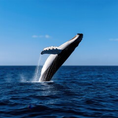 A majestic humpback whale breaches the surface of the blue ocean, showcasing nature's incredible marine life.
