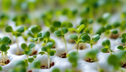 Obraz premium Close up of young cress sprouts for gardening and nutrition concepts
