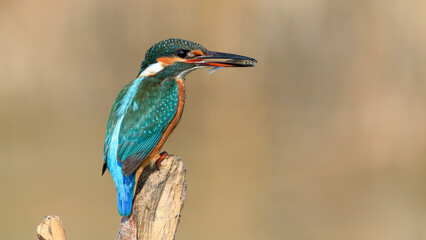 kingfisher perching on the branch