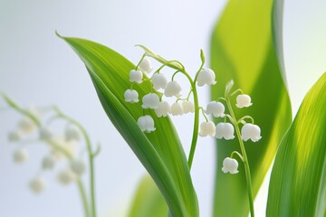 Fototapeta premium A detailed view of a blooming plant with pure white flowers, ideal for use in botanical or horticultural contexts