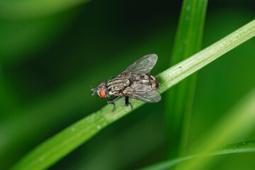 Fly on a blade of grass