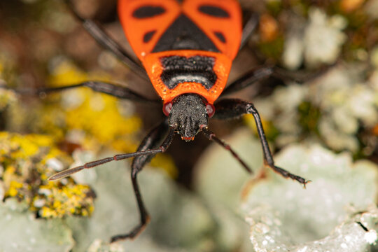 firebug on lichen