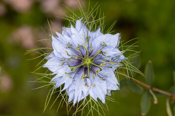 Blue Nigella damascena close up
