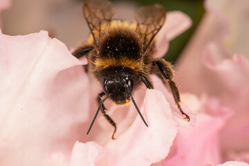 Bee gathering nectar from a pink flower © Kenzo