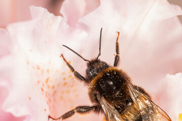 Bee gathering nectar from a pink flower © Kenzo