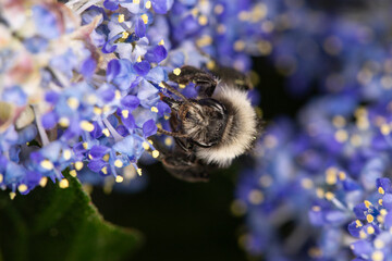 Bee gathering nectar from a blue flower © Kenzo