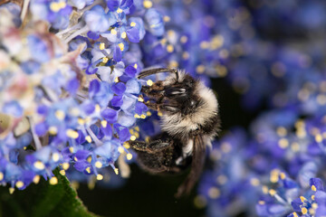 bee gathering nectar from blue flowers