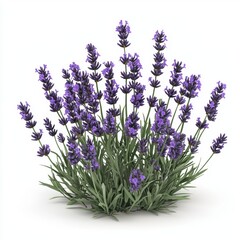 Naklejka premium Purple lavender plant with fragrant flowers isolated on white background