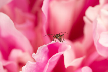 beetle on a pink flower