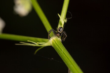 black crab spider on a stem