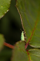 Weevil on a leaf