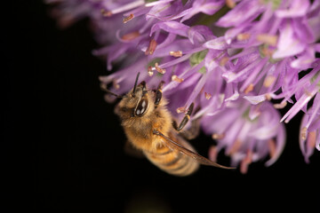 bee gathering nectar from a purple flower © Kenzo