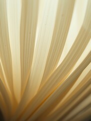 Abstract Close Up of Dried Palm Leaf Fronds with Warm Light