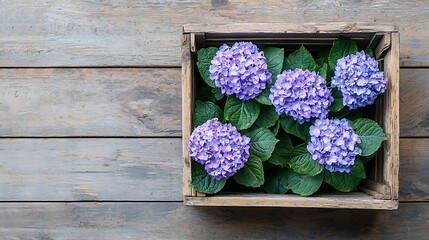Purple hydrangeas bloom vibrantly within a rustic wooden crate