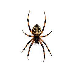 Vibrant orange and black spider with distinctive markings resting on a white background
