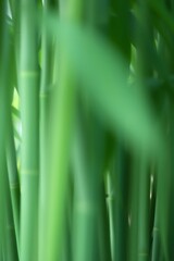 Obraz premium Abstract Green Bamboo Forest Background with Soft Focus and Freshness