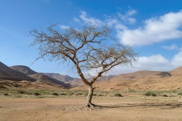 Obraz premium A solitary palm tree stands tall in the middle of a vast desert landscape