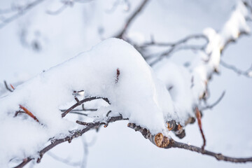 La neve sul ramo dell'albero dormiente