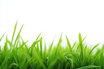 Fototapeta premium A small section of lush green grass on a white background, ideal for use in designs or illustrations