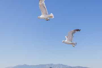 Majestic seagull glides gracefully through the air, wings spread wide against a bright blue sky.