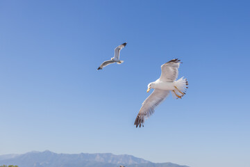 Majestic seagull glides gracefully through the air, wings spread wide against a bright blue sky.