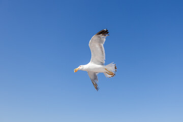 Majestic seagull glides gracefully through the air, wings spread wide against a bright blue sky.