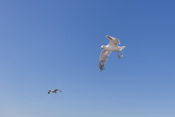 Majestic seagull glides gracefully through the air, wings spread wide against a bright blue sky.