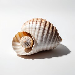 Obraz premium Seashell on White Background